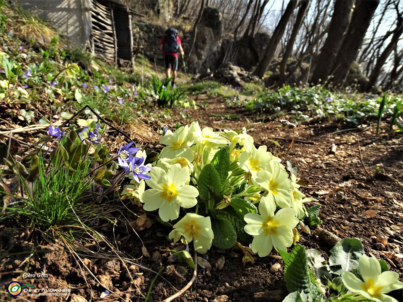 24 Primule gialle (Primula vulgaris) e erba trinita (Hepatica nobilis).JPG